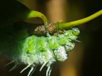 Raupe des Atlasspinners